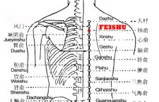 Feishu  point is the place where the Qi of the lung is infused into the back, which is mostly used for various respiratory disorders....
