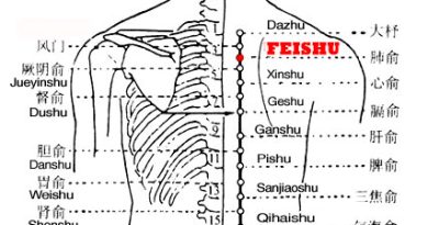 Feishu  point is the place where the Qi of the lung is infused into the back, which is mostly used for various respiratory disorders....