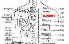 Xinshu-BL15