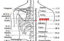 Geshu is the place where the Qi of the diaphragm is infused into the back.
