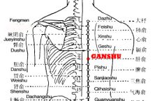 Ganshu is the place where the Qi of the liver is infused into the back.