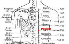 Pishu is the place where the Qi of the spleen infuses into the back.