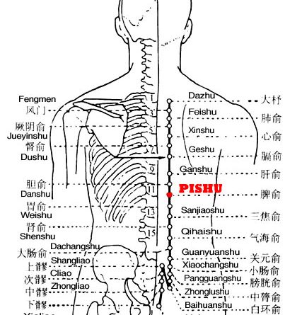 Pishu is the place where the Qi of the spleen infuses into the back.