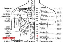 Shenshu is the place where the Qi of the kidney infuses into the back.