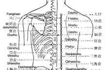 Pangguangshu is the place where the Qi of the bladder infuses into the back.