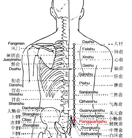 Pangguangshu is the place where the Qi of the bladder infuses into the back.