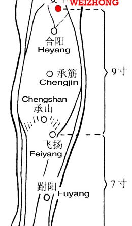 Weizhong is at the midpoint of the transverse crease of the popliteal fossa.