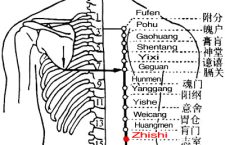The kidney stores the will. Zhishi, BL52 is at the level of Shenshu (BL23) , like a chamber where the Qi of Kidney gathers.BL52
