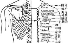 The back shu point of the bladder meridian are arranged in order. Zhibian, BL54 is at the lowest among them.