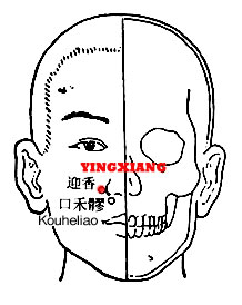 Yingxiang LI20 lies on either side of the nose and is used to treat disorder of nose, to improve the sense of smell and enable the nose to sense fragrance.